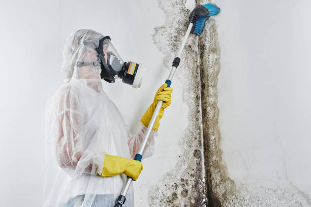 Best Home Mold Removal  in Lorena, TX