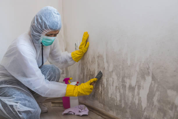 Best Attic Mold Removal  in Lorena, TX