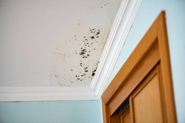 Best Certified Mold Removal  in Lorena, TX