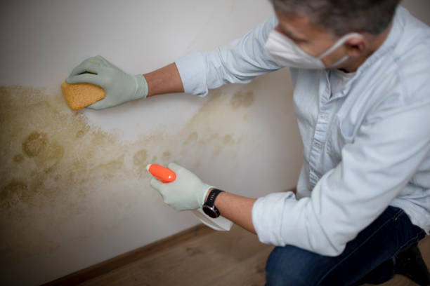 Best Same-Day Mold Removal  in Lorena, TX