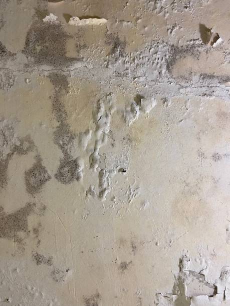 Home Mold Removal in Lorena, TX