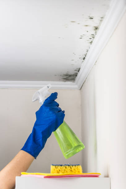 Best Certified Mold Removal  in Lorena, TX